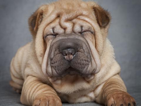 Dog